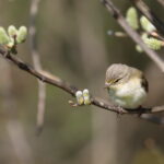 Chiff chaff in a willow tree at Tonnau'r Môr caravaning and camping site Abersoch