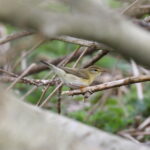 Willow warbler in the SSSI woodland around Tonnau'r Môr Abersoch