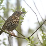 Song thrush in the SSSI woodland around Tonnau'r Môr Abersoch