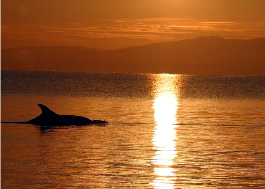 Dolphin at sunrise near Tonnau'r Môr caravanning and camping site Abersoch